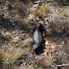 Tiliqua rugosa at Bungendore, NSW - 12 Apr 2025 10:50 AM