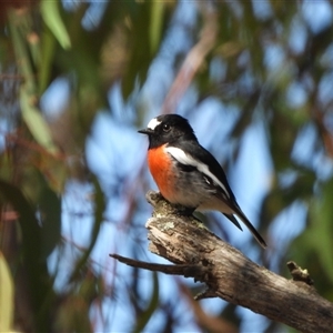 Petroica boodang (Scarlet Robin) at Tharwa, ACT - Today by LineMarie