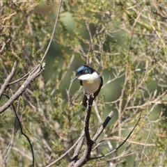 Myiagra inquieta (Restless Flycatcher) at Tharwa, ACT - 12 Apr 2025 by LineMarie