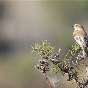 Petroica phoenicea at Tennent, ACT - Today by LineMarie