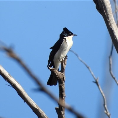 Myiagra inquieta (Restless Flycatcher) at Tennent, ACT - 12 Apr 2025 by LineMarie
