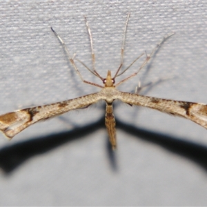 Sinpunctiptilia emissalis at Bolivia, NSW - suppressed