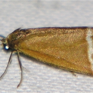 Chiriphe monogrammaria at Bolivia, NSW - suppressed