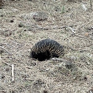 Tachyglossus aculeatus (Short-beaked Echidna) at Campbell, ACT - Yesterday by Tsquared