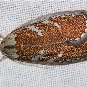 Euchaetis rhizobola at Bolivia, NSW - suppressed