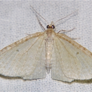 Poecilasthena pulchraria at Bolivia, NSW - suppressed