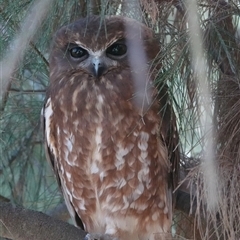 Ninox boobook (Southern Boobook) at Fyshwick, ACT - 12 Apr 2025 by Anna123