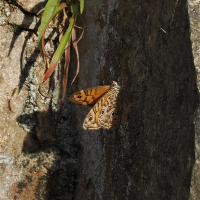 Geitoneura acantha (Ringed Xenica) at Brindabella, NSW - 14 Mar 2025 by RAllen