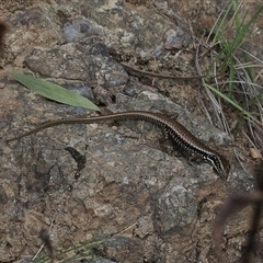 Eulamprus heatwolei at Brindabella, NSW - 14 Mar 2025 06:22 PM