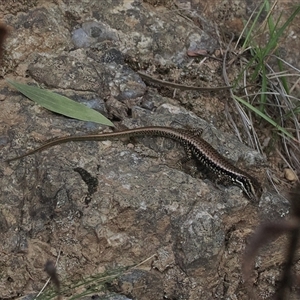 Eulamprus heatwolei at Brindabella, NSW - 14 Mar 2025 06:22 PM