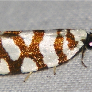 Technitis desmotana at Bolivia, NSW - suppressed