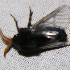 Hyalarcta huebneri at Bolivia, NSW - suppressed