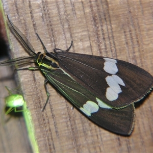 Nyctemera amicus at Bolivia, NSW - suppressed