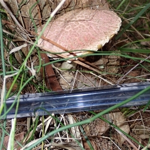 Boletellus sp. at North Brother, NSW - 28 Mar 2025 09:16 AM