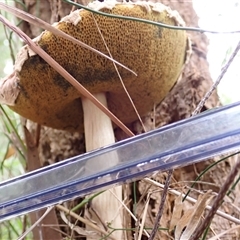 Boletellus sp. at North Brother, NSW - 28 Mar 2025 09:16 AM
