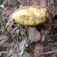 Boletellus sp. at North Brother, NSW - 28 Mar 2025 09:16 AM