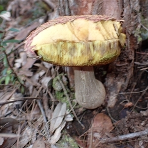 Boletellus sp. at North Brother, NSW - 28 Mar 2025 09:16 AM