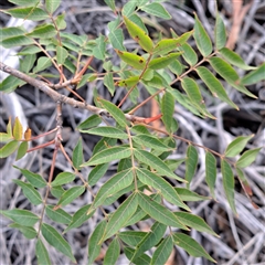 Pistacia chinensis at Hackett, ACT - 12 Apr 2025 04:35 PM