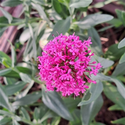 Centranthus ruber (Red Valerian, Kiss-me-quick, Jupiter's Beard) at Hackett, ACT - 12 Apr 2025 by abread111