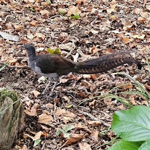 Menura novaehollandiae at Katoomba, NSW - 12 Apr 2025 10:25 AM