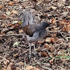 Menura novaehollandiae at Katoomba, NSW - 12 Apr 2025 10:25 AM