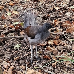 Menura novaehollandiae at Katoomba, NSW - 12 Apr 2025 10:25 AM
