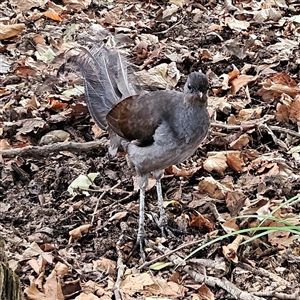 Menura novaehollandiae at Katoomba, NSW - 12 Apr 2025 10:25 AM