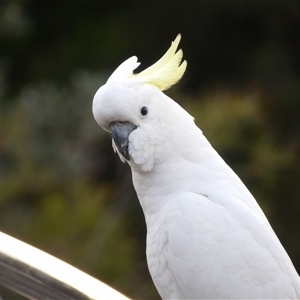 Cacatua galerita at Katoomba, NSW - 10 Apr 2025 06:31 AM