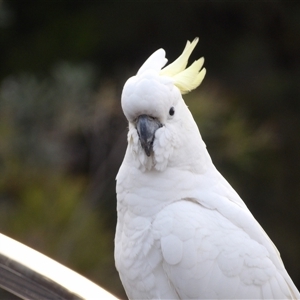 Cacatua galerita at Katoomba, NSW - 10 Apr 2025 06:31 AM