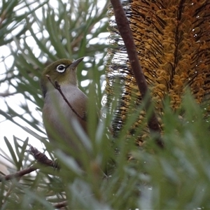 Zosterops lateralis at Katoomba, NSW - 10 Apr 2025 06:41 AM