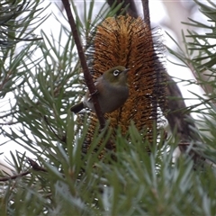 Zosterops lateralis at Katoomba, NSW - 10 Apr 2025 06:41 AM