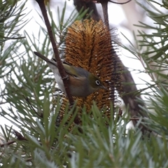 Zosterops lateralis at Katoomba, NSW - 10 Apr 2025 06:41 AM