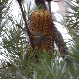 Zosterops lateralis at Katoomba, NSW - 10 Apr 2025 06:41 AM