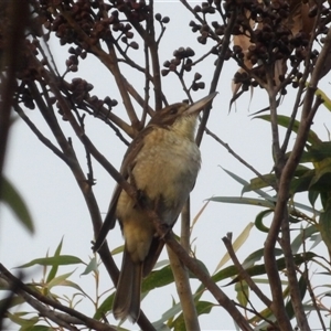 Cracticus torquatus at Blue Mountains National Park, NSW - 10 Apr 2025 06:48 AM