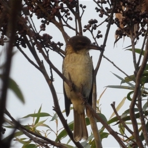 Cracticus torquatus at Blue Mountains National Park, NSW - 10 Apr 2025 06:48 AM