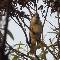 Cracticus torquatus at Blue Mountains National Park, NSW - 10 Apr 2025 06:48 AM