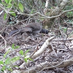 Menura novaehollandiae at Katoomba, NSW - 10 Apr 2025 07:06 AM