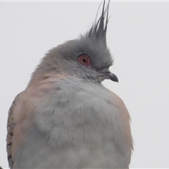 Ocyphaps lophotes at Katoomba, NSW - 10 Apr 2025 07:08 AM
