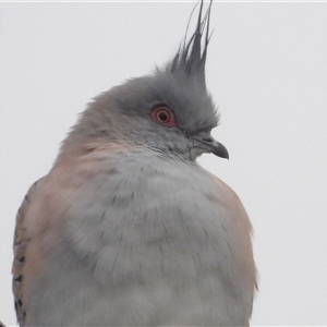 Ocyphaps lophotes at Katoomba, NSW - 10 Apr 2025 07:08 AM