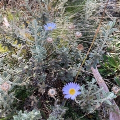 Unverified Daisy at Nelse, VIC - 11 Apr 2025 by LenLenJones