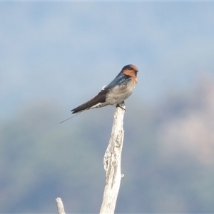 Hirundo neoxena at Katoomba, NSW - 10 Apr 2025 11:51 AM
