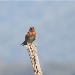 Hirundo neoxena at Katoomba, NSW - 10 Apr 2025 11:51 AM