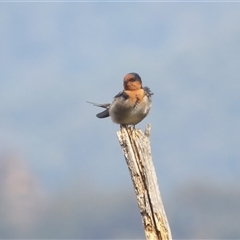 Hirundo neoxena at Katoomba, NSW - 10 Apr 2025 11:51 AM