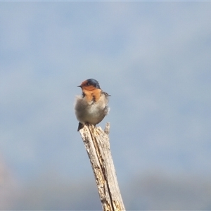 Hirundo neoxena at Katoomba, NSW - 10 Apr 2025 11:51 AM