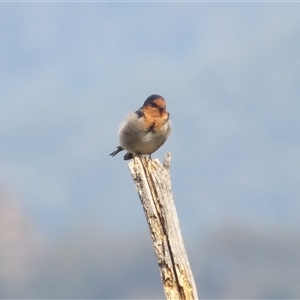 Hirundo neoxena at Katoomba, NSW - 10 Apr 2025 11:51 AM