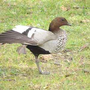 Chenonetta jubata at Katoomba, NSW - 10 Apr 2025 12:27 PM