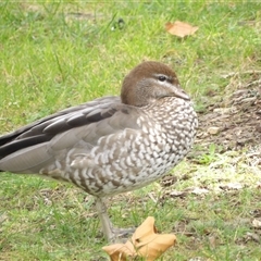 Chenonetta jubata at Katoomba, NSW - 10 Apr 2025 12:27 PM