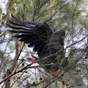 Calyptorhynchus lathami lathami at Moruya, NSW - suppressed