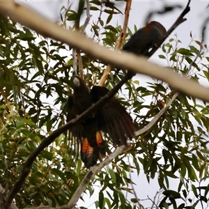 Calyptorhynchus lathami lathami at Moruya, NSW - suppressed