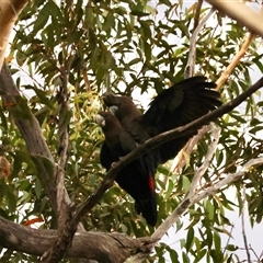 Calyptorhynchus lathami lathami at Moruya, NSW - suppressed